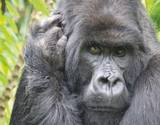 gorillas-musanze-195