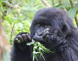 gorillas-musanze-160